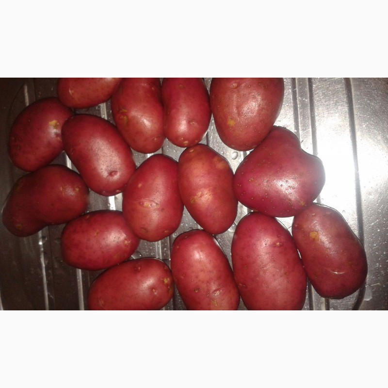 Фото 8. Купим картофель урожай 20 из России и других стран