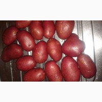 Купим картофель урожай 20 из России и других стран