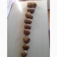 Купим картофель урожай 20 из России и других стран
