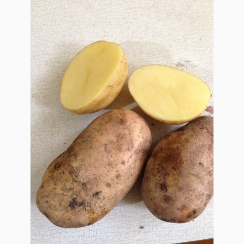 Фото 2. Купим картофель урожай 20 из России и других стран