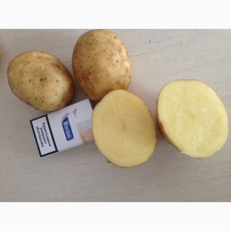 Фото 3. Купим картофель урожай 20 из России и других стран