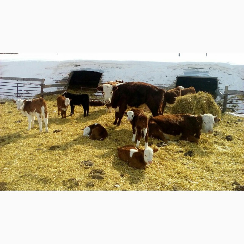Фото 2. Продам Бычков коров телят мясной породы