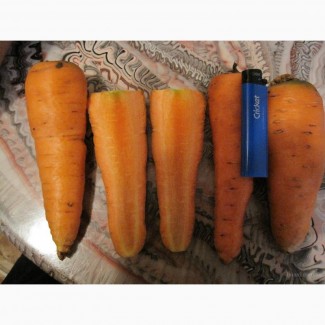 Морковь оптом Кардоба