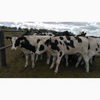 Продажа коров дойных, нетелей молочных пород в Учалы