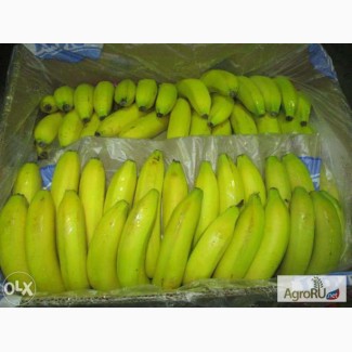 Банан Египет