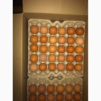 Яйца куриные С1 оптом в Москве