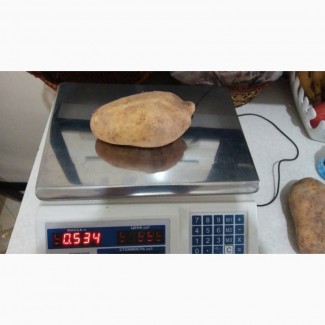 Картофель крупного размера