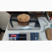 Картофель крупного размера