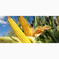 Семена гибридов кукурузы