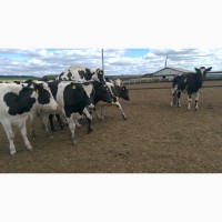 Продажа коров дойных, нетелей молочных пород в Благовещенск