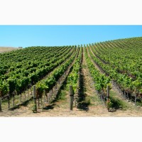 Продам виноград технических сортов в регионы