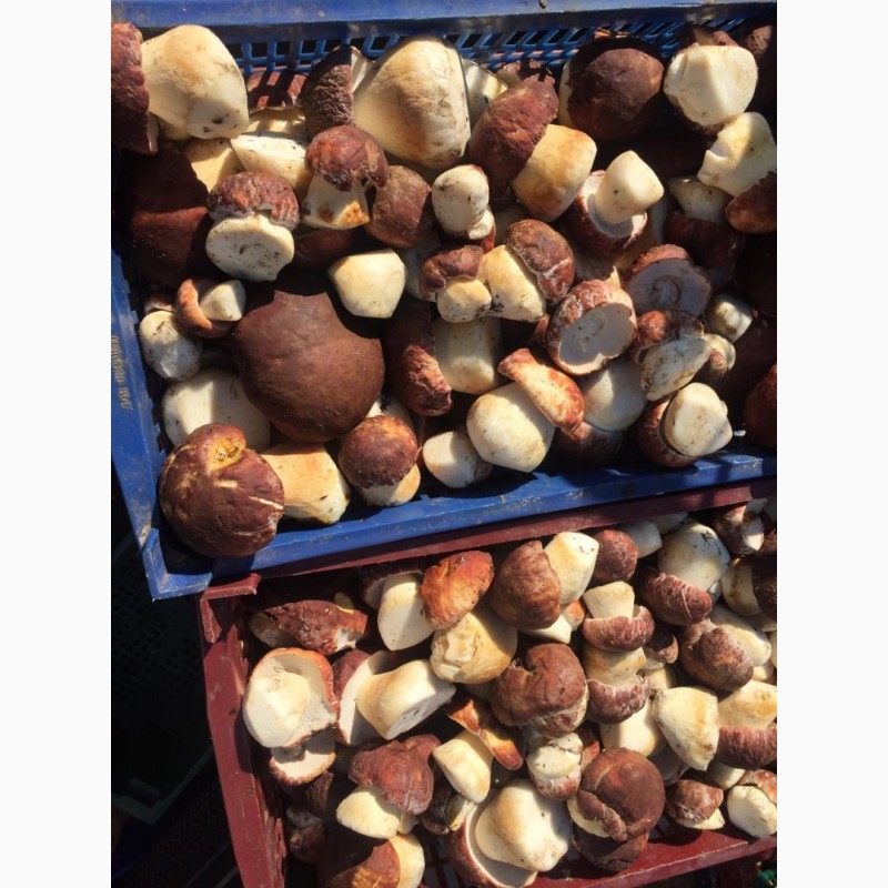 Фото 2. Продам грибы белые (Экстра, кубик)