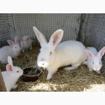 Кролики мясной породы Белый Паннон