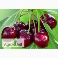 Ищу делового партнера на поставку ягод, фруктов из Крыма в Курскую область