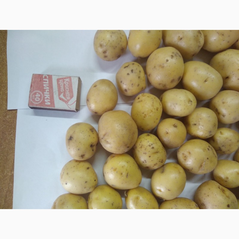 Фото 7. Картофель продовольственный сорт Гала 3