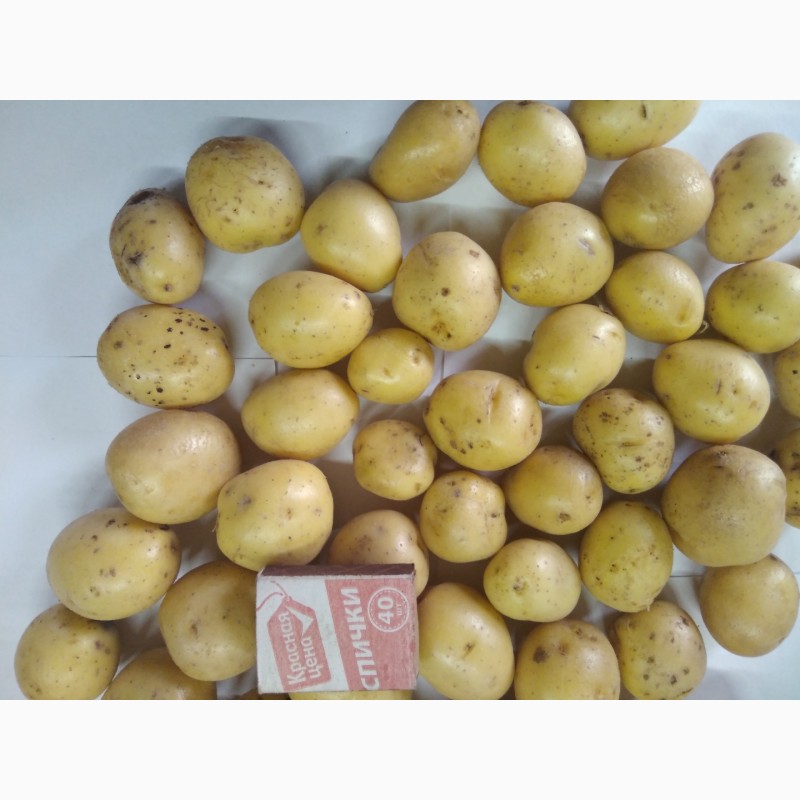 Фото 8. Картофель продовольственный сорт Гала 3