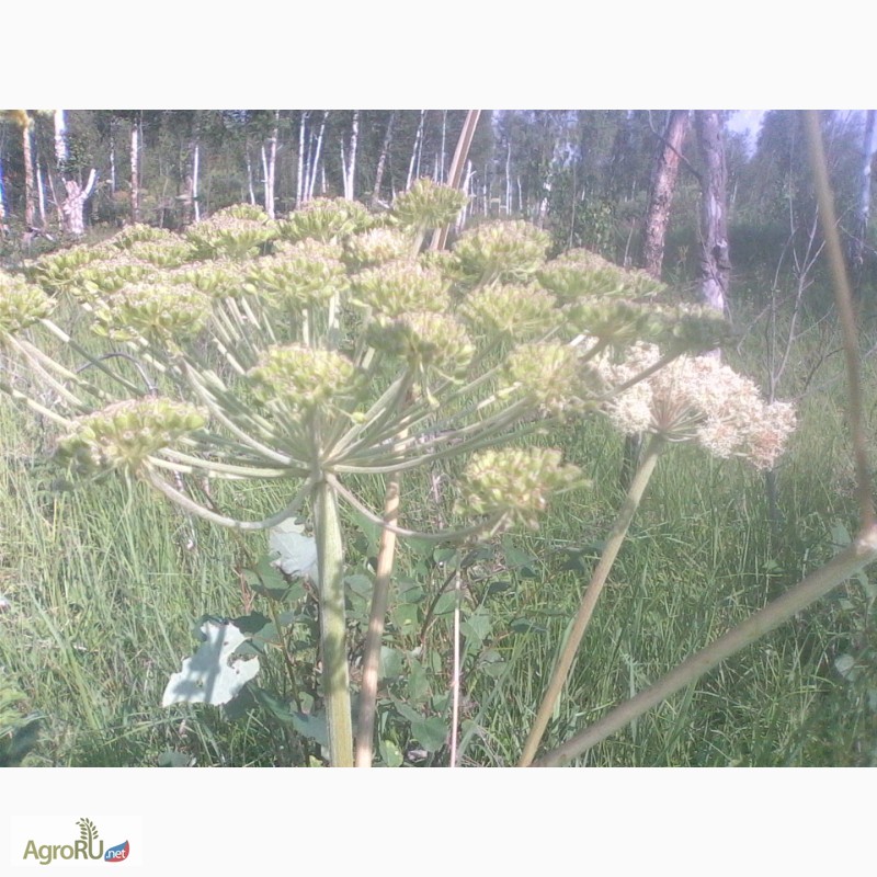 Фото 3. Продам зрелые семена дудника (дягиля) лесного (дикого ангельского корня)