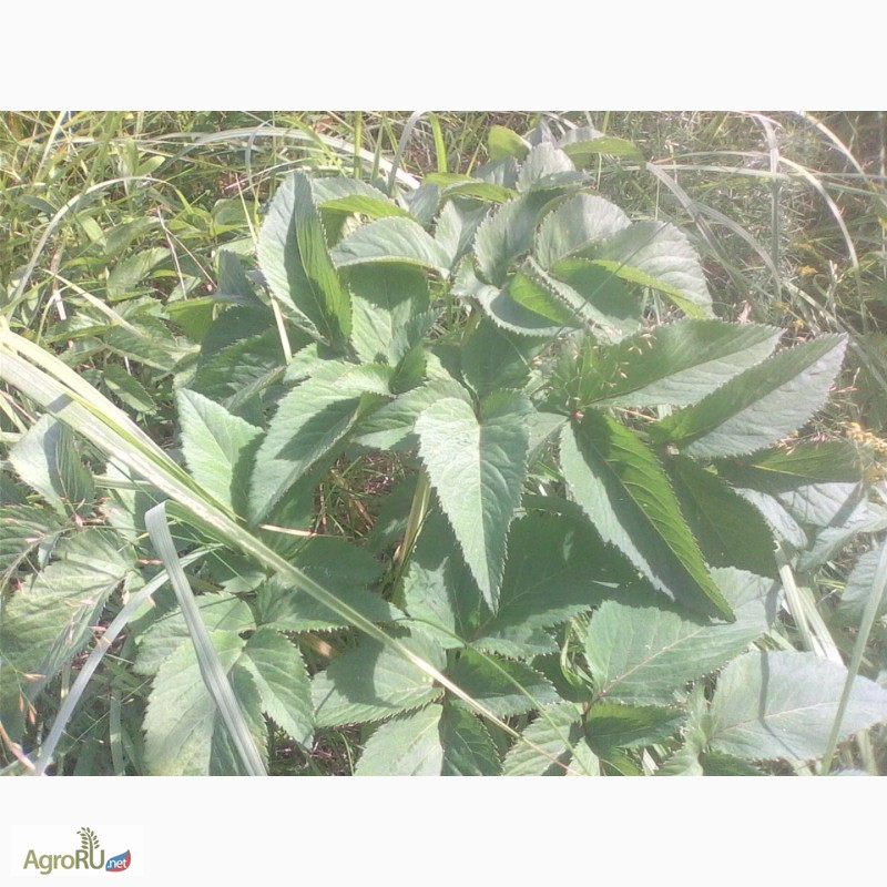 Фото 5. Продам зрелые семена дудника (дягиля) лесного (дикого ангельского корня)