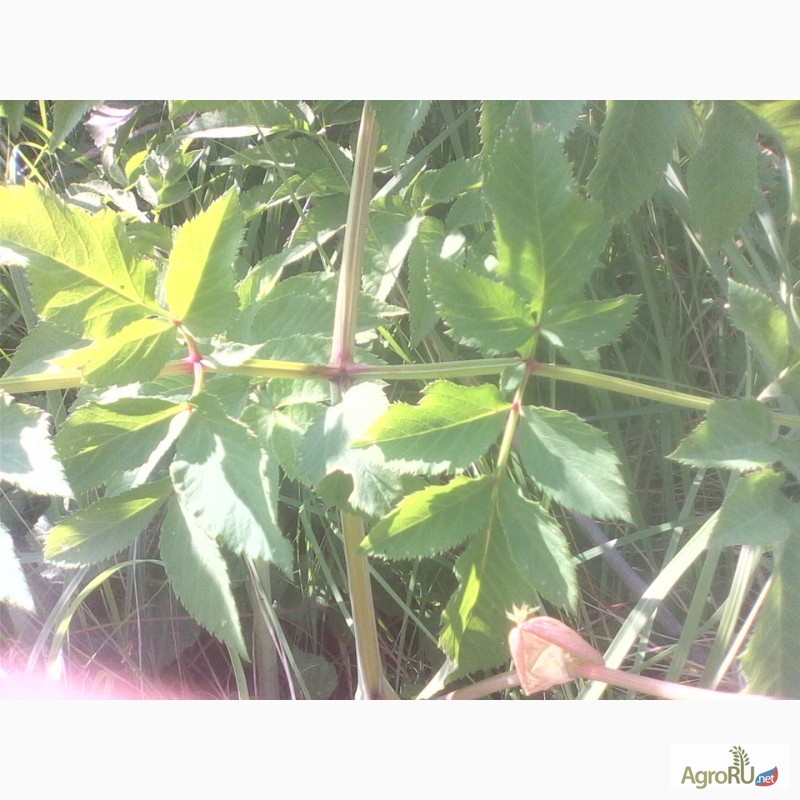 Фото 7. Продам зрелые семена дудника (дягиля) лесного (дикого ангельского корня)