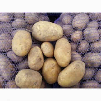 Картофель оптом сорта Колобок калибр 5+, от 9 р/кг