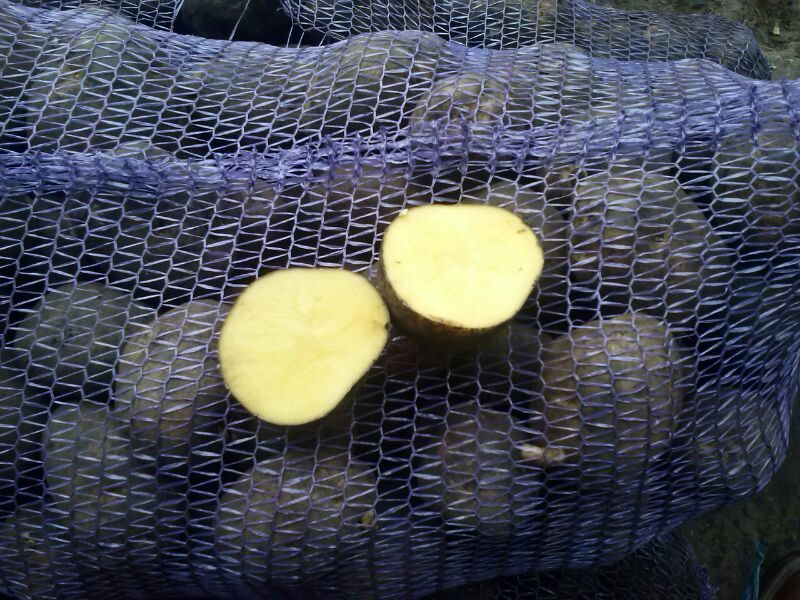 Фото 3. Картофель оптом сорта Колобок калибр 5+, от 9 р/кг