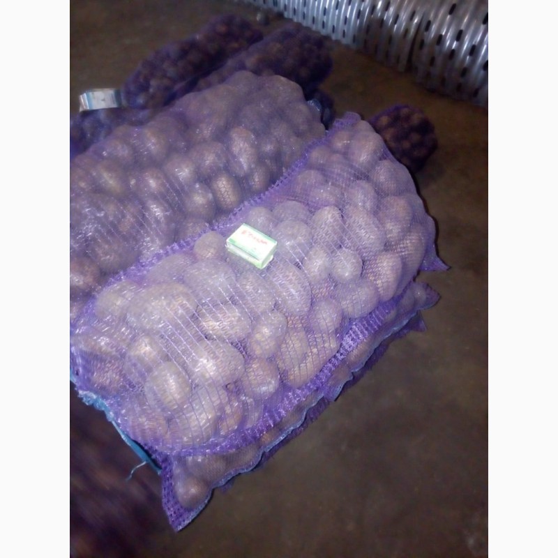 Продаем картофель продовольственный сорт Гала