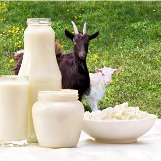 Йогурт и другие продукты из молока козы