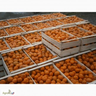 Продам абхазские мандарины