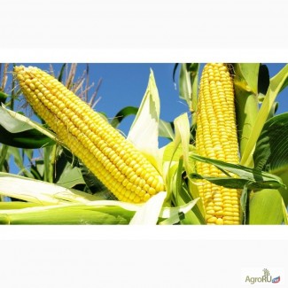 Гибриды семена кукурузы МОНСАНТО ДКС 3511 (ФАО 330), ДКС 4014 (ФАО 340)