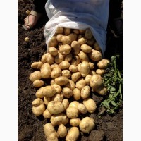 Продам картофель 2020 г