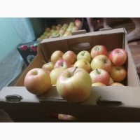 Яблоки оптом и мелким оптом