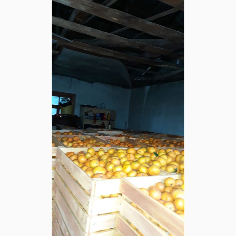 Фото 2. Абхазские мандарины прямо с плантации по самой выгодной цене