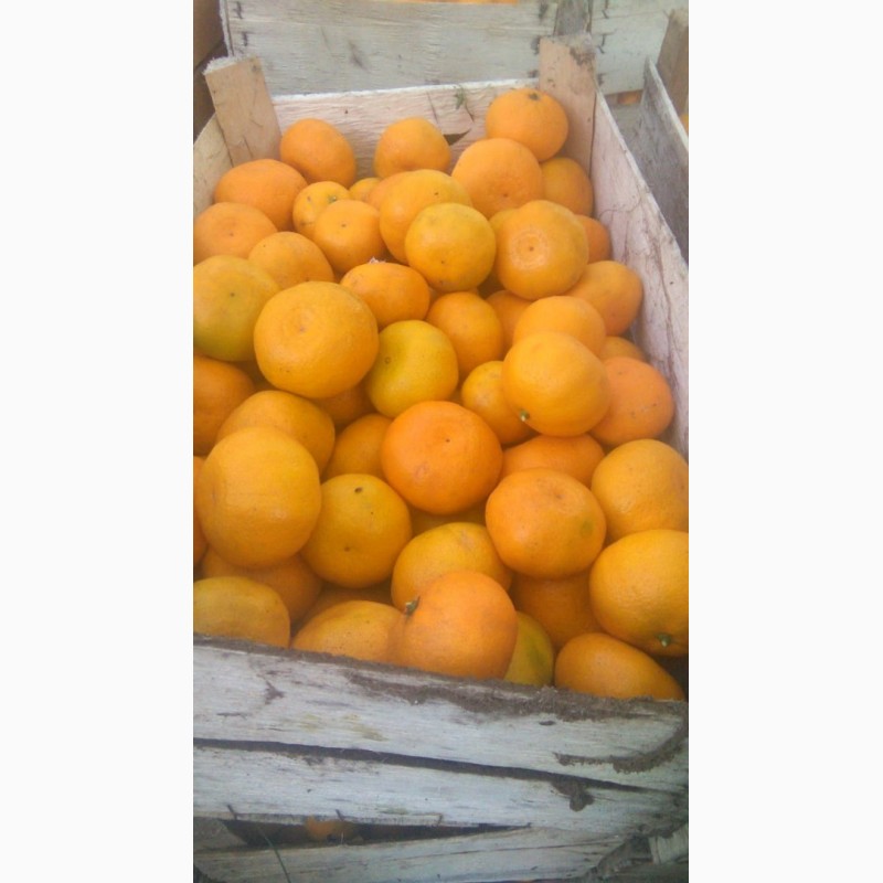 Фото 3. Абхазские мандарины прямо с плантации по самой выгодной цене