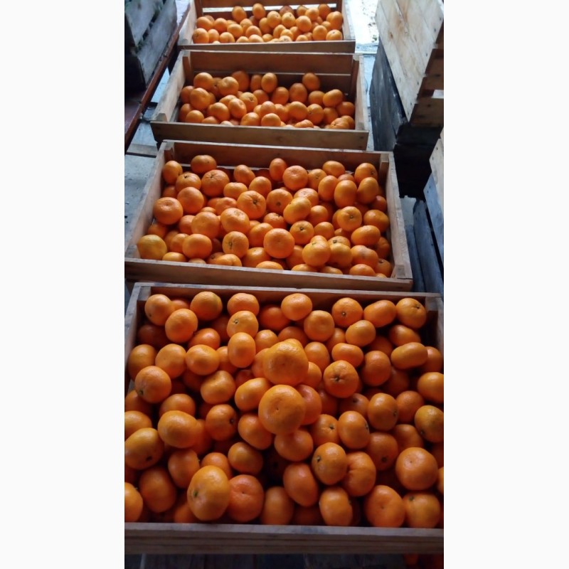 Фото 4. Абхазские мандарины прямо с плантации по самой выгодной цене