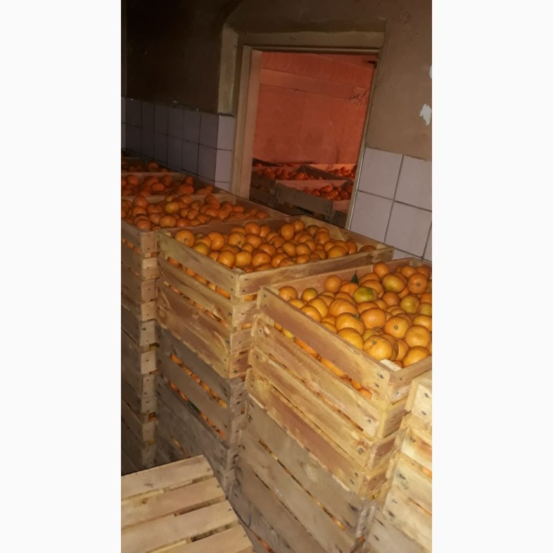Фото 5. Абхазские мандарины прямо с плантации по самой выгодной цене