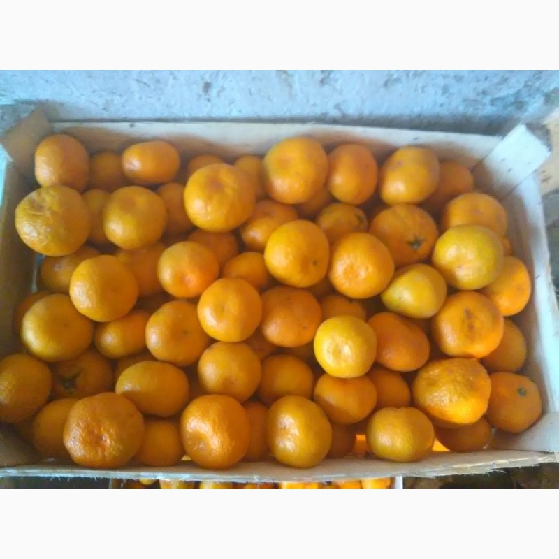 Фото 8. Абхазские мандарины прямо с плантации по самой выгодной цене