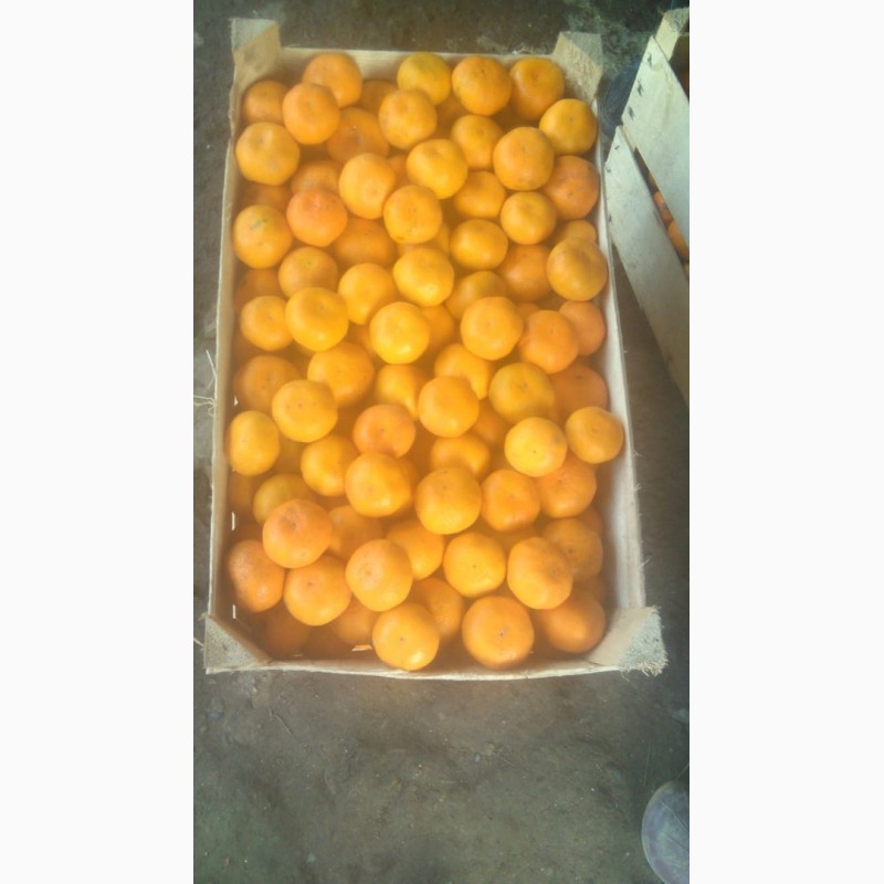 Фото 9. Абхазские мандарины прямо с плантации по самой выгодной цене