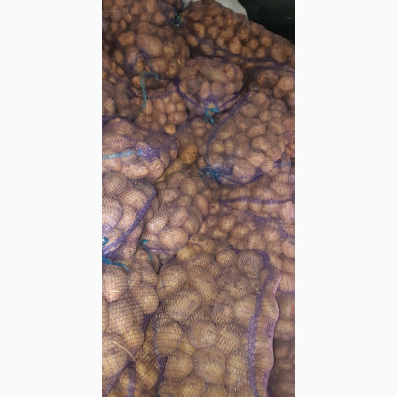 Фото 2. Картофель крымский калиброванный от производителя оптом