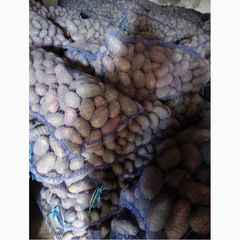 Фото 3. Картофель крымский калиброванный от производителя оптом