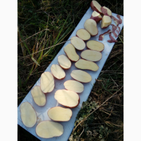 Картофель крымский калиброванный от производителя оптом