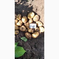Картофель сорт Гала калибр 5+ крупный и мелкий опт от производителя НСО село Быково