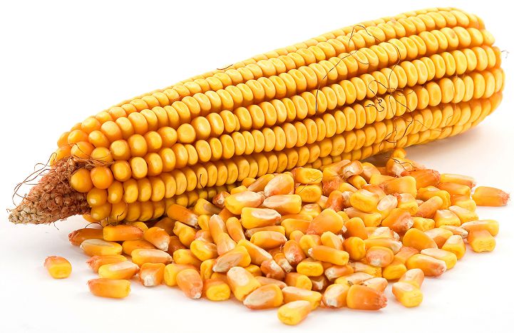 Продаем семена кукурузы от производителя, Краснодарский край, Кукуруза .