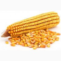 Продаем семена кукурузы от производителя