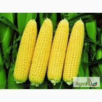 Семена гибриды кукурузы Pioneer ПР39Г12 (ФАО 200)