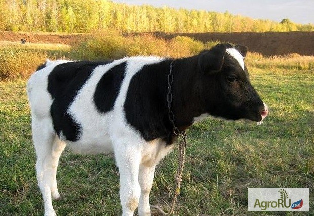 Купить ТЕЛЯТА мясной породы, Курганская обл — AgroRU.net