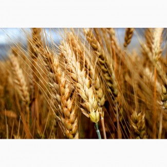 Семена озимой пшеницы сорт Гром