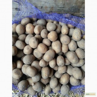 Семенной картофель оптом со склада 7 р./кг