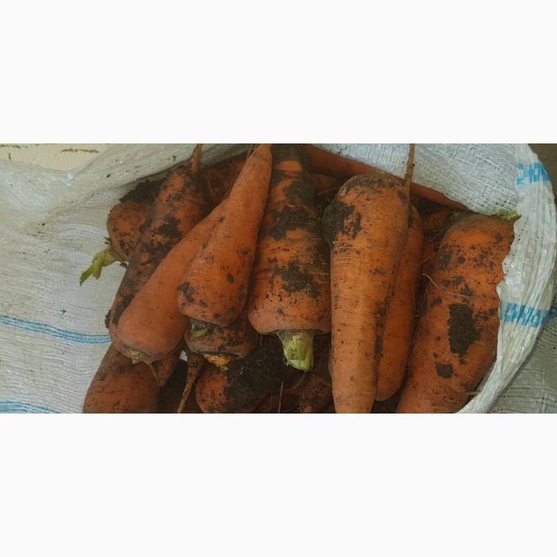 Фото 3. Морковь 2 сорт