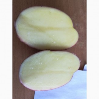 Картофель от производителя Тула