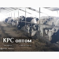 Торговый Дом «КамАгро» продает молочных товарных нетелей Черно-пестрой породы